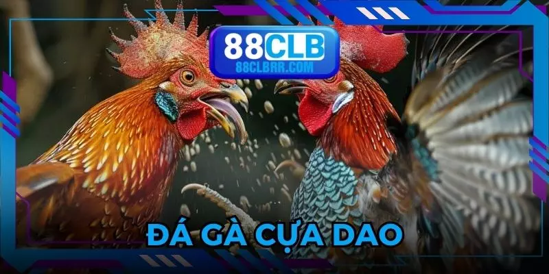 Thi đấu theo hình thức cựa dao