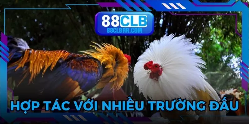 Đá gà 88CLB hợp tác với nhiều trường đấu uy tín